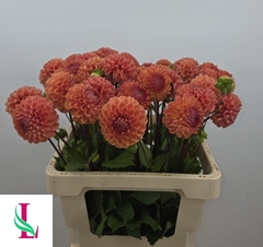 Dahlia Cornel Bronze 60cm