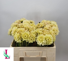 Dahlia Champagne 50cm