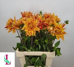 Dahlia Striped Vulcan 60cm