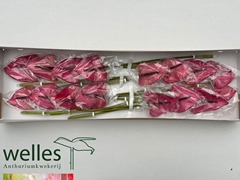 Anthurium Cassis 11cm Hd