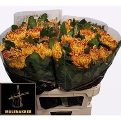Chrysanth Single Astro 80cm 120gr.