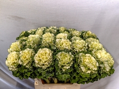 Brassica Crane Ruffle White 70cm