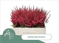 Astilbe Else Schluck 55cm