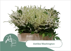 Astilbe Washington 40cm