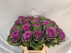 Brassica Crane Ruby 60cm