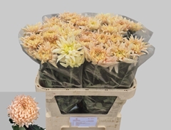 Chrysanth Single Avignon 80cm 70gr.