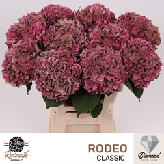 Hydrangea Rodeo Red Classic 60cm 18-20cm Hd