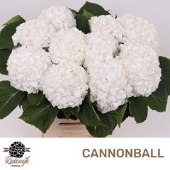 Hydrangea Cannonball 60cm 15-17cm Hd