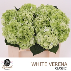 Hydrangea White Verena Classic 50cm 14-16cm Hd