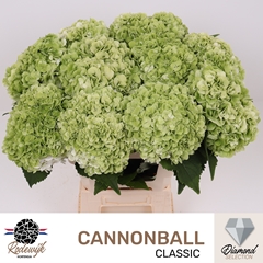 Hydrangea Cannonball Classic 60cm 18-20cm Hd