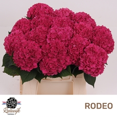 Hydrangea Rodeo Red 40cm 11-13cm Hd