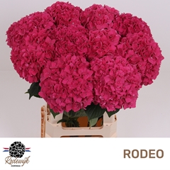 Hydrangea Rodeo Red 60cm 15-17cm Hd