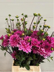 Dahlia Onesta 50cm