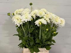 Dahlia Snow Cap 50cm