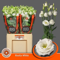 Eustoma Double Rosita White 70cm