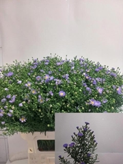 Aster Cassandra 85cm 55gr.
