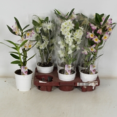 Dendrobium Nobile Cultivars 12Ø 45cm 1st