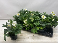 Helleborus Happy Day 12Ø 24cm