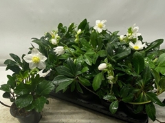 Helleborus Happy Day 12Ø 24cm
