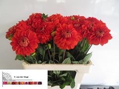 Dahlia Happy Halloween 55cm