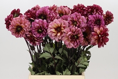 Dahlia Seniors Hope 50cm