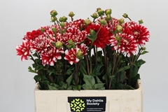Dahlia Nagano 50cm