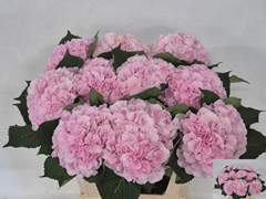 Hydrangea Verena 80cm 21-23cm Hd