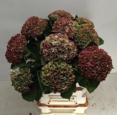 Hydrangea Revolution Classic 60cm 12-14cm Hd