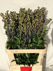Aconitum Carmichaelii Arendsii 90cm