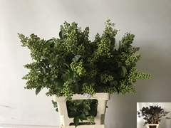 Ligustrum Ovalifolium Winter Jewel 60cm