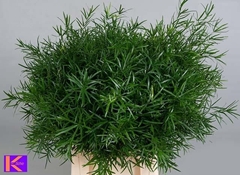 Asparagus Falcatus 65cm