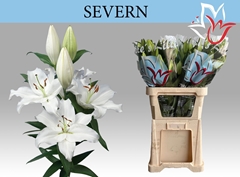 Lily Oriental Severn 80cm 4+