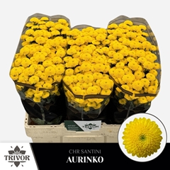 Chrysanth Santini Aurinko 55cm 36gr.