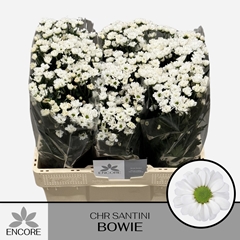 Chrysanth Santini Bowie 55cm 20gr.