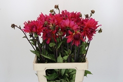 Dahlia Pink Punk 55cm
