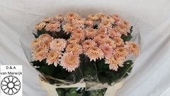 Chrysanth Single Marielle 70cm 65gr.