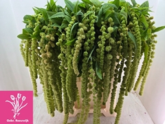 Amaranthus Caudatus Cycloop 80cm