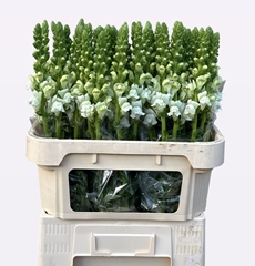 Antirrhinum Opus Fresh White 75cm