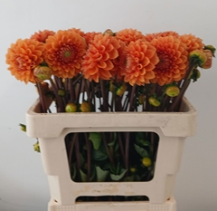 Dahlia Sylvia 55cm