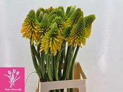 Kniphofia Magical Happy Halloween 70cm