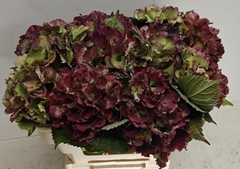 Hydrangea Royal Sunset Classic 50cm 12-14cm Hd