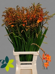 Crocosmia Peach Melba 90cm