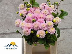 Dahlia Wizard Of Oz 45cm