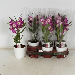 Dendrobium Nobile Cultivars 12Ø 40cm 1st