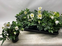 Helleborus Happy Day 12Ø 24cm