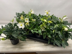 Helleborus Happy Day 12Ø 26cm