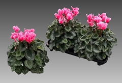 Cyclamen Super Serie Xl 15Ø 36cm