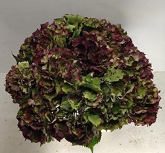 Hydrangea Royal Sunset Classic 40cm 14-16cm Hd