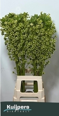 Eucomis Pole-Evansii Goliath 90cm