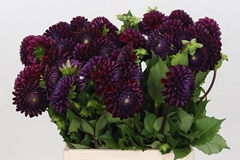 Dahlia Ivannetti 55cm